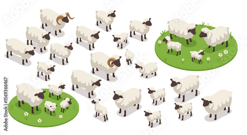 Isometric farm animals vector illustration with sheep and lambs on green pasture – design for print and poster