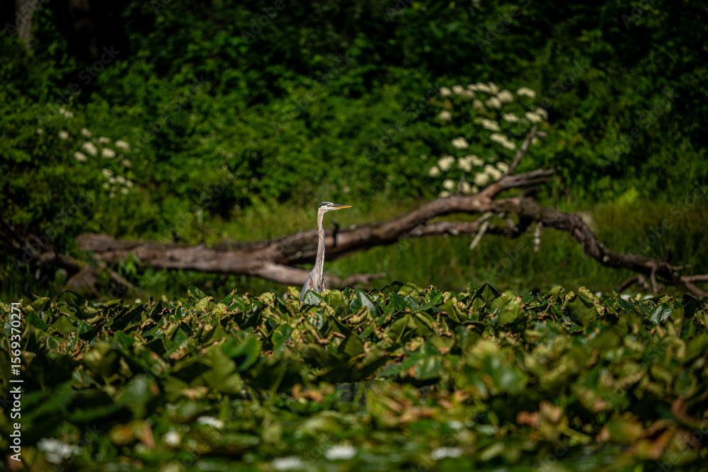 Fototapeta premium Great Blue Heron