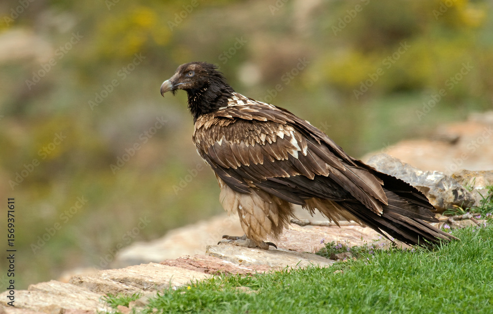 Fototapeta premium Gypaète barbu, Gypaetus barbatus, Bearded Vulture, Pyrénées