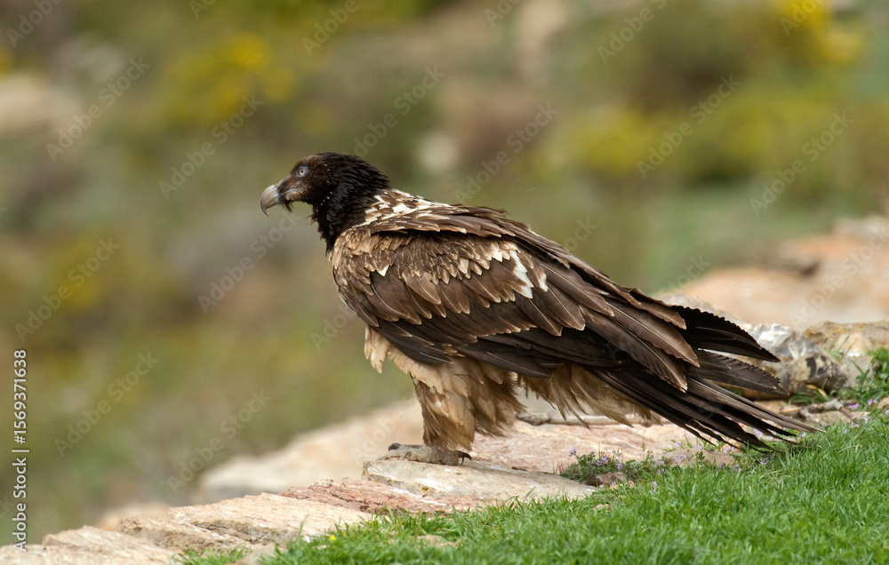 Fototapeta premium Gypaète barbu, Gypaetus barbatus, Bearded Vulture, Pyrénées