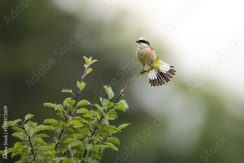 Neuntöter - Rotrückenwürger im Wald 