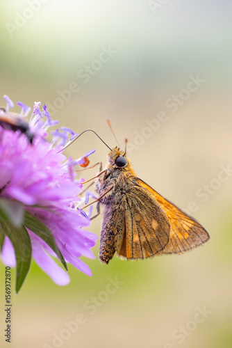 Dickkopffalter Macro an einer Blume