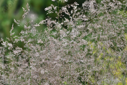 Deschampsia cespitosa is a species of perennial herbaceous plants of the genus Meadow grass of family Poaceae or Poaceae