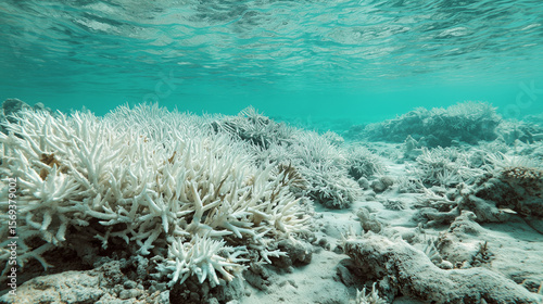 Récif corallien blanchi sous l’eau