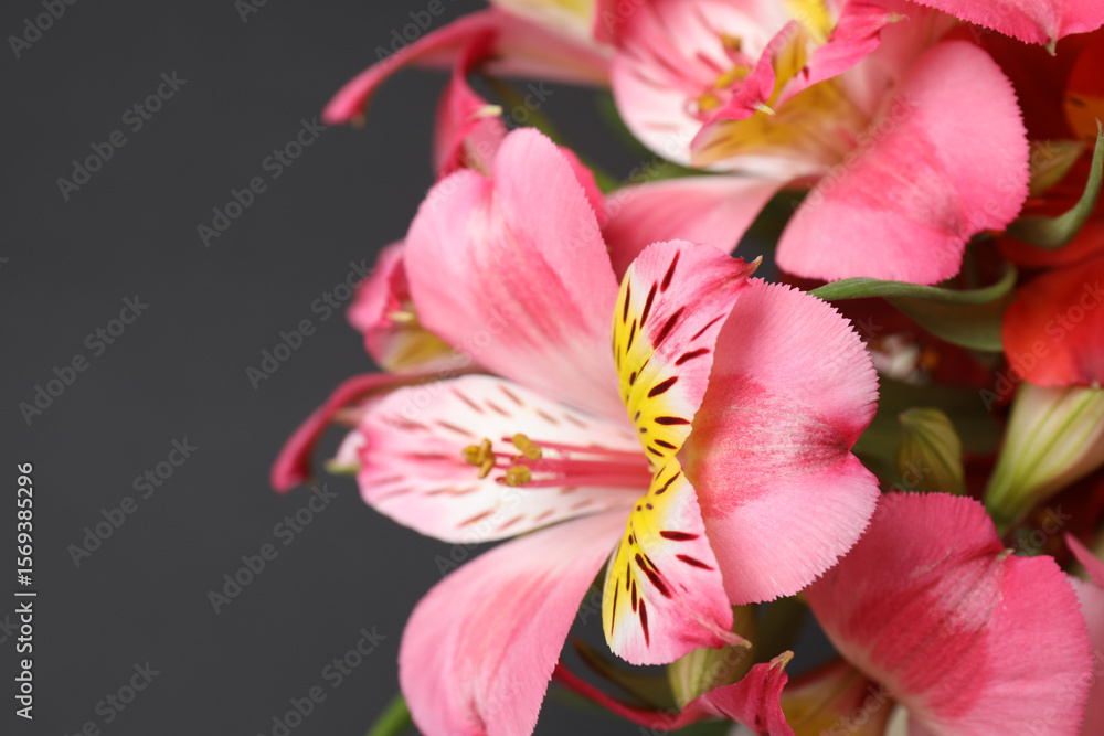 Fototapeta premium astromeria close-up on a black background