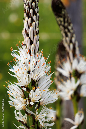 White asphodel in bloom