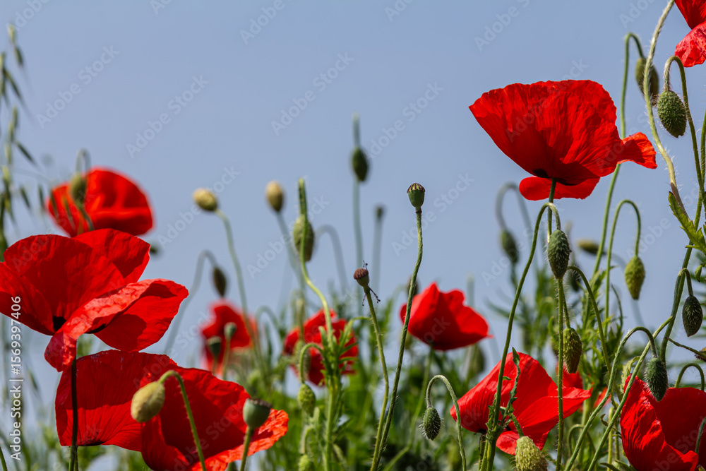 Naklejka premium Vibrant field of Papaver rhoeas swaying in a gentle breeze under a bright blue sky during late spring