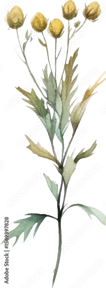 Naklejka premium Vector Watercolor painted flower. Hand drawn flower design elements isolated on white background.