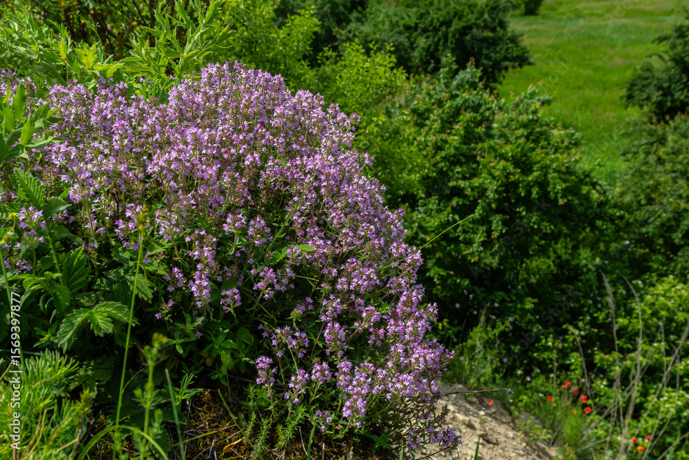 Obraz premium Vibrant wild thyme blooming abundantly in lush green landscape during sunny spring day