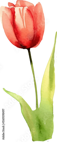 Vector watercolor painted tulip flower. Hand drawn design element isolated on white background.