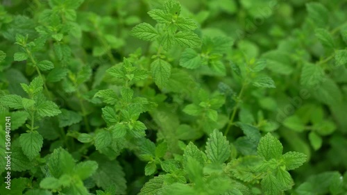 Discover the calming essence of fresh lemon balm leaves in this captivating footage. Ideal for brewing soothing teas, these vibrant herbs highlight the benefits of natural remedies and relaxation