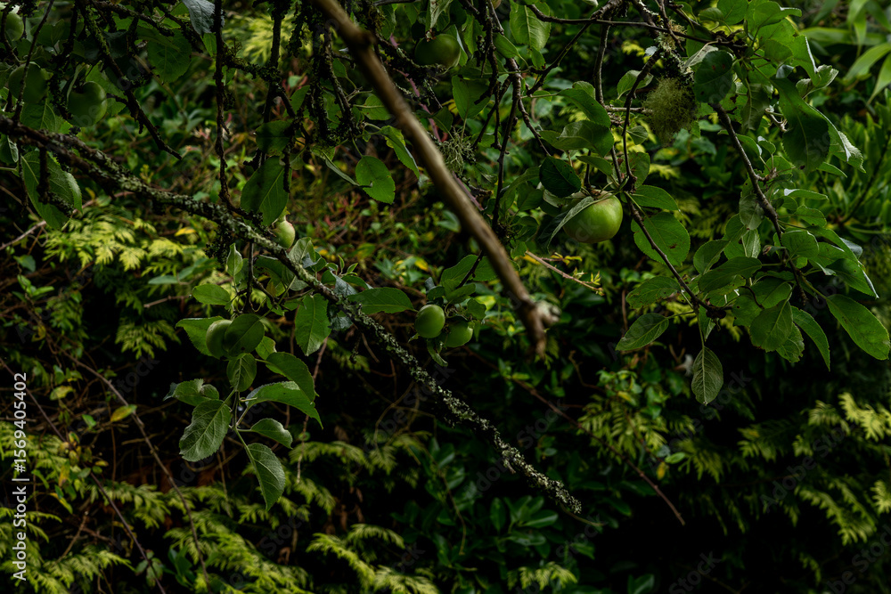 Fototapeta premium Unripe green apples hanging on mossy branch in lush garden