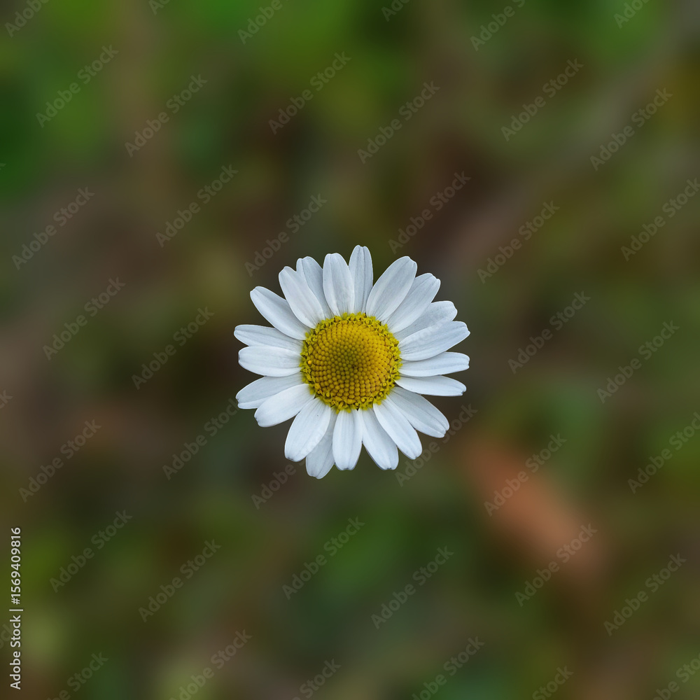 Fototapeta premium close up view of alone daisy flower