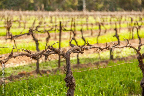 Vines in a vineyard in winter
