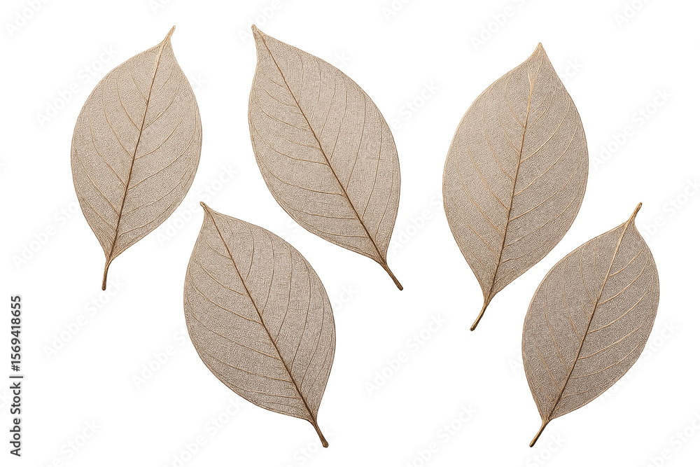 Fototapeta premium Delicate leaf skeletons isolated on a transparent background, autumnal mood