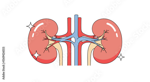 Understanding the amazing function of human kidneys for better health awareness