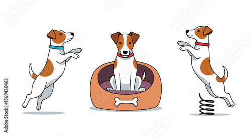 Playful jack russell terriers enjoying outdoor activities and relaxing in their cozy bed