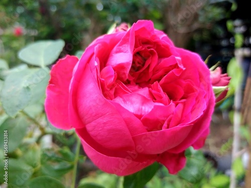 Bilde på lerret Heart Throb rose in full bloom with deep pink petals and garden background
