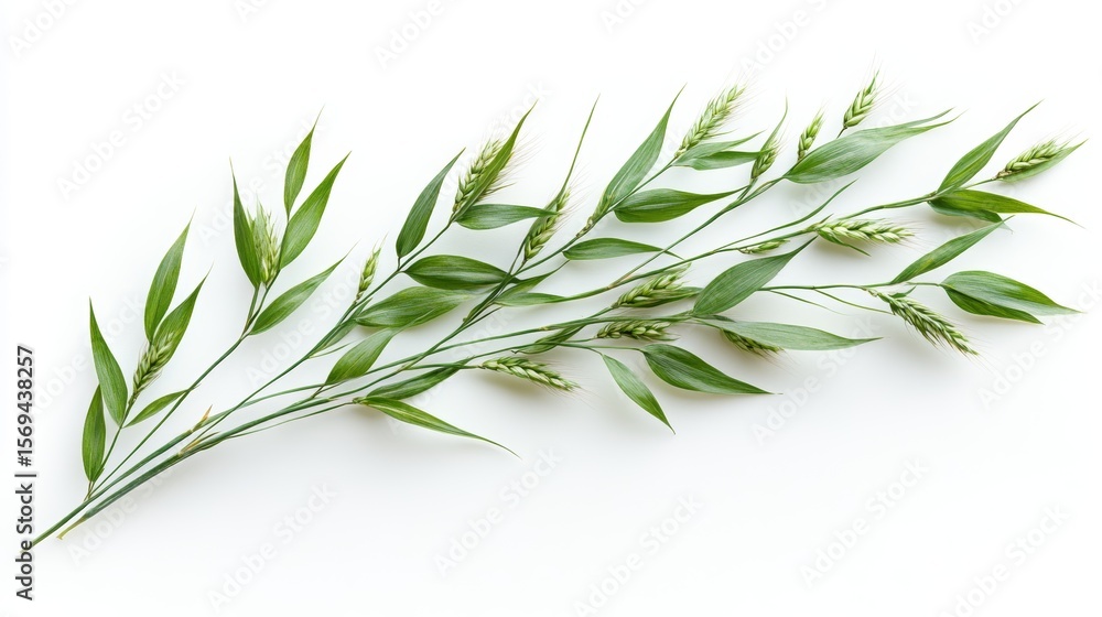 Fototapeta premium Isolated Realistic Wheat Plant on a Pure White Background