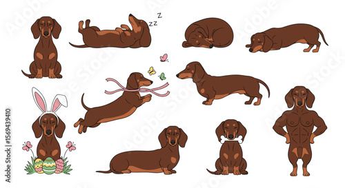 Adorable dachshund dog breed collection various poses and activities
