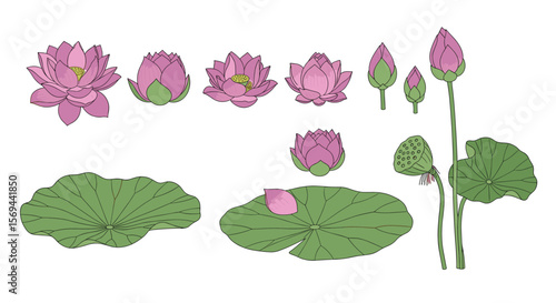 Beautiful collection of pink lotus flowers and lily pads for artistic designs