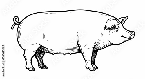 Detailed Line Art Illustration of a Pig in Profile View