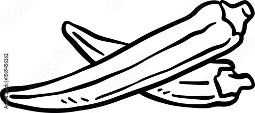 vector illustration of Lady's finger