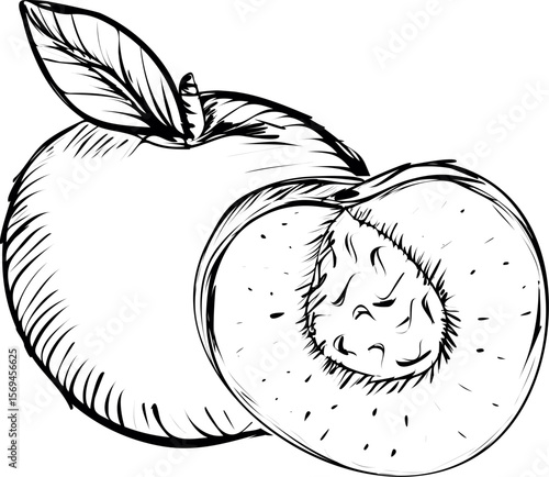 Vector illustration of a Nectarine on white. Vector illustration of a juicy nectarine fruit with a white background