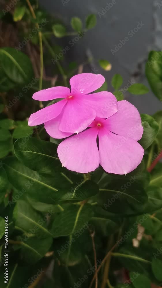 Periwinkle flower Periwinkle flower
