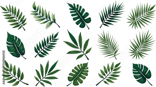 Create a kinds of deferent Tropical leaves vector. Set of palm leaves silhouettes isolated on white background. vector art with white background.