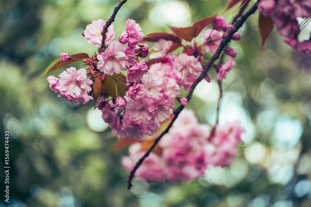 Fototapeta premium Sakura flowers blooming, spring seasonal Easter background