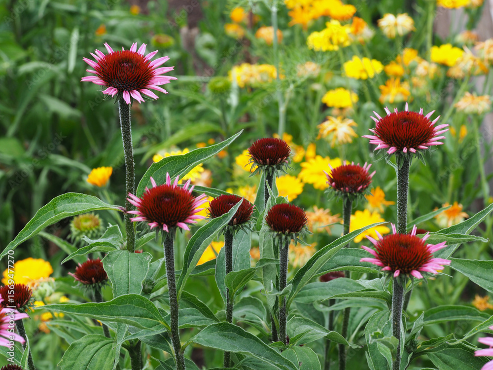 Im Blumenbeet Im Blumenbeet