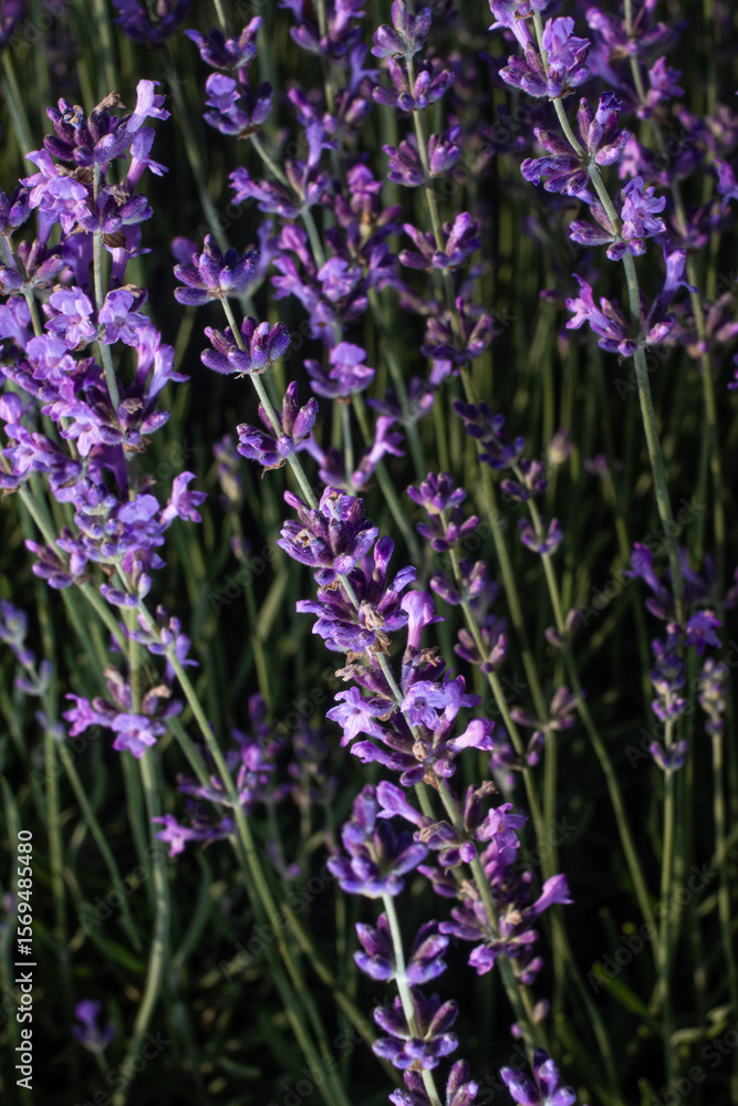 Obraz premium close up of lavender flowers