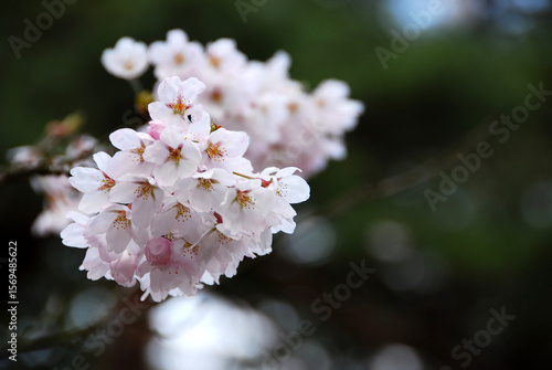 cherry tree blossom