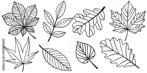 Set of black line autumn leaves in different shapes. Hand-drawn collection of fall foliage for coloring books, seasonal decor, or botanical design in minimalist style. Isolated on white.