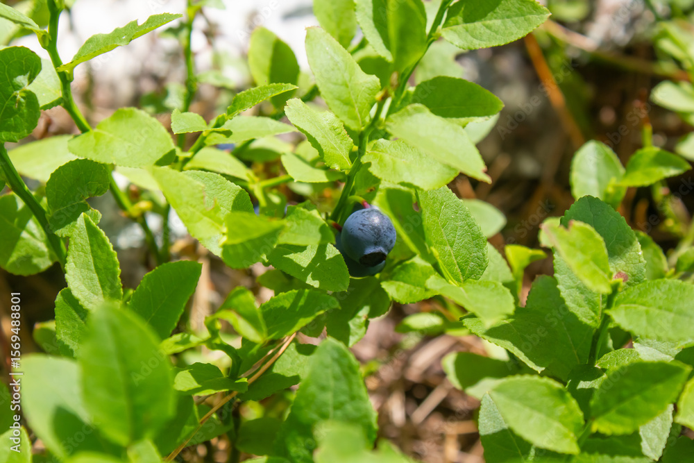 blueberry berry, blueberry grows on a bush in the forest close-up blueberry berry, blueberry grows on a bush in the forest close-up