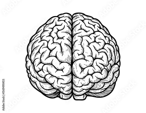 brain hand drawn black ink vector design mono color