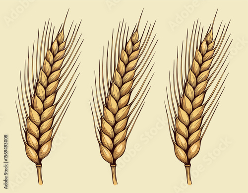 Hand drawn wheat ear vector design