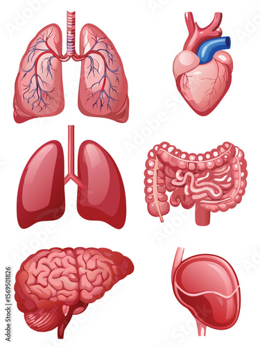 vector set of human internal organs