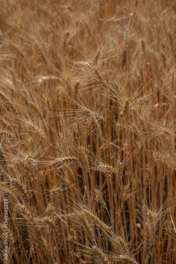 Fototapeta premium golden wheat field