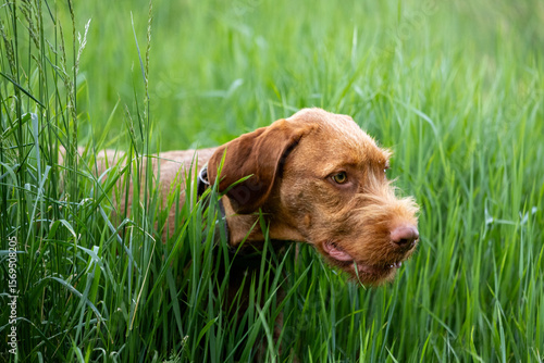 a wirehaired vizsla running in forest