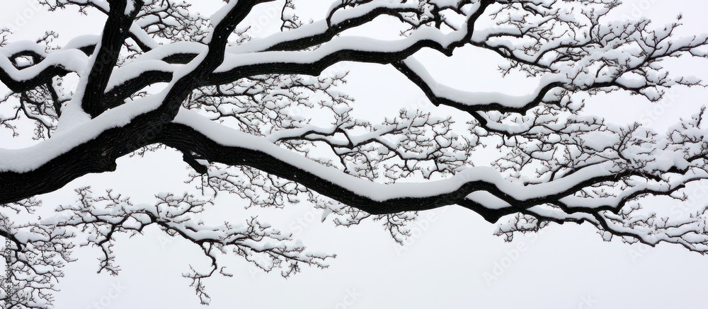 Obraz premium Snow-laden branches create a striking contrast against the winter sky scenery