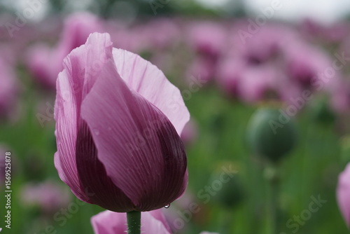 Canvas Print pink poppy in macro approximation