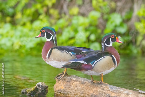 Two male wood ducks standing on a log and looking in opposite directions along the Silver River