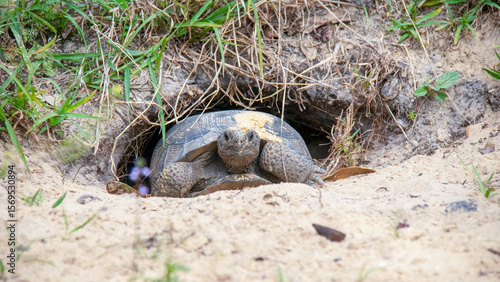 A gopher tortoise at the edge of its burrow at the Guana-Tolomato-Matanzas National Estuarine Research Reserve