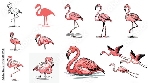 Assorted Flamingo Illustrations Standing, Flying, and Resting Pink Birds Against a White Background