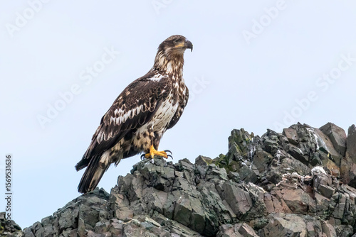 Ταπετσαρία A juvenile bald eagle perched on rocks in Alaska