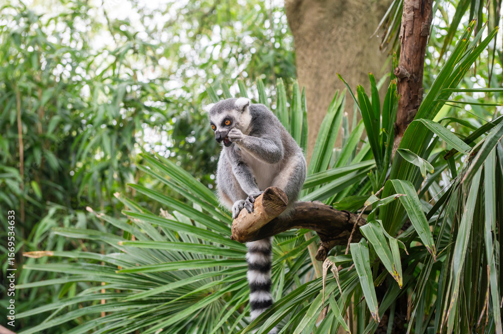 Fototapeta premium Lemur sitting among lush greenery on a tree branch in tropical habitat