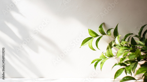 明るい光と影に映える観葉植物