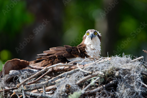 Foto A nestling osprey sitting in the nest on a channel marking and looking at the ca